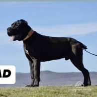 Cane Corso - Both