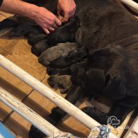 Cane Corso - Both