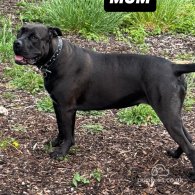 Cane Corso - Both