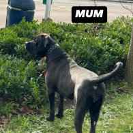 Cane Corso - Both