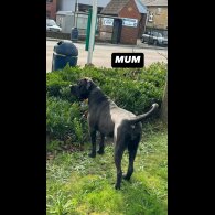 Cane Corso - Both