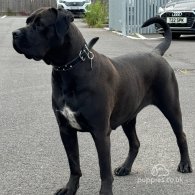 Cane Corso - Both