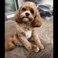 Cockapoo