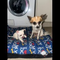 Chihuahua - Both