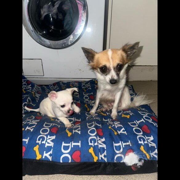 Chihuahua - Both