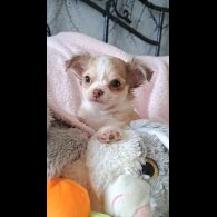 Chihuahua - Both