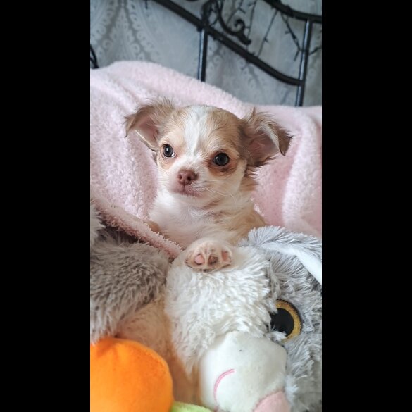 Chihuahua - Both