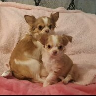 Chihuahua - Both