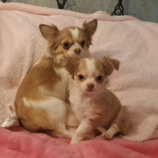 Chihuahua - Both