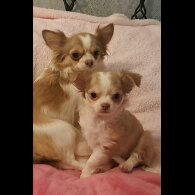 Chihuahua - Both