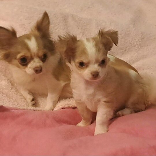 Chihuahua - Both