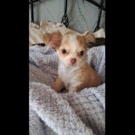 Chihuahua - Both