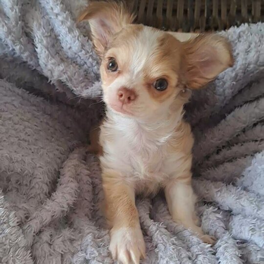 Chihuahua - Both