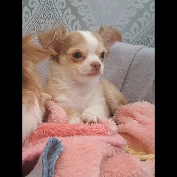 Chihuahua - Both