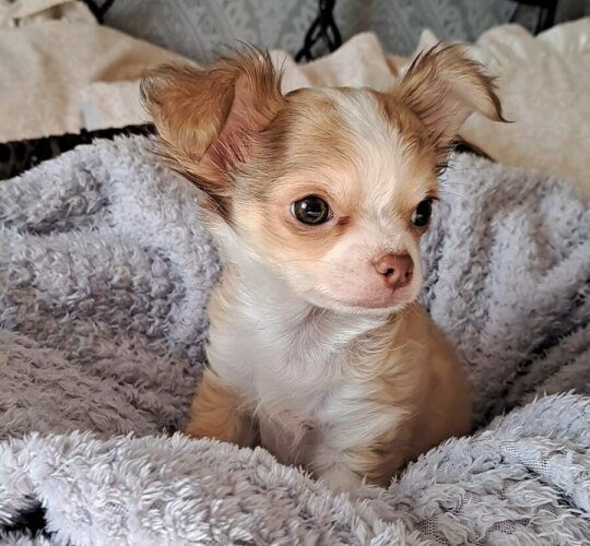 Chihuahua