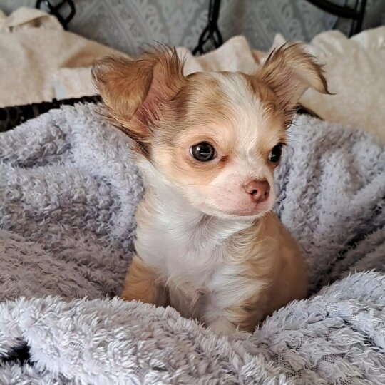 Chihuahua - Both