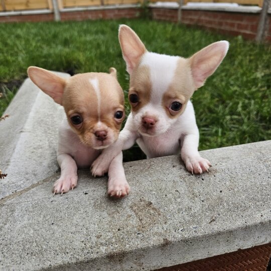 Chihuahua - Dogs