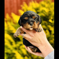 Cavalier King Charles Spaniel - Both