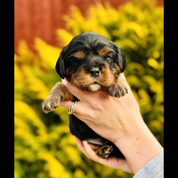 Cavalier King Charles Spaniel - Both