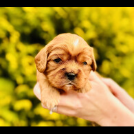 Cavalier King Charles Spaniel - Both