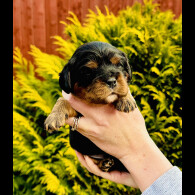 Cavalier King Charles Spaniel - Both