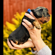 Cavalier King Charles Spaniel - Both