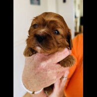 Cavalier King Charles Spaniel - Both