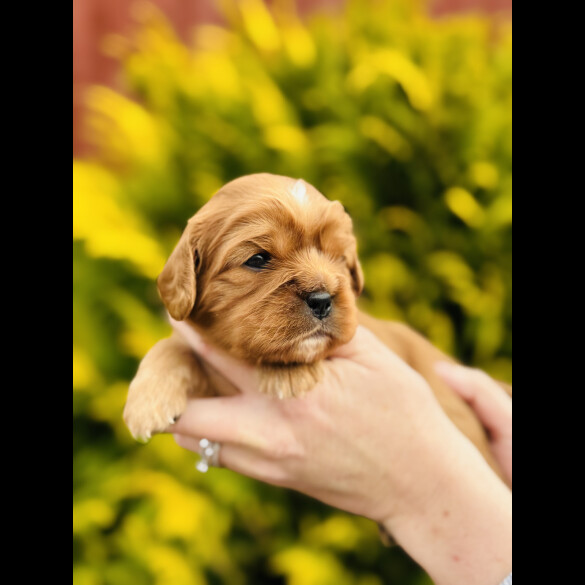 Cavalier King Charles Spaniel - Both