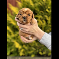 Cavalier King Charles Spaniel - Both