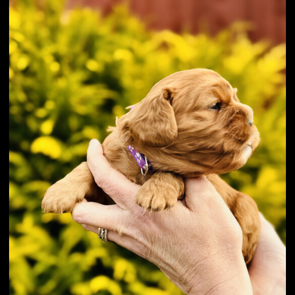 Cavalier King Charles Spaniel - Both