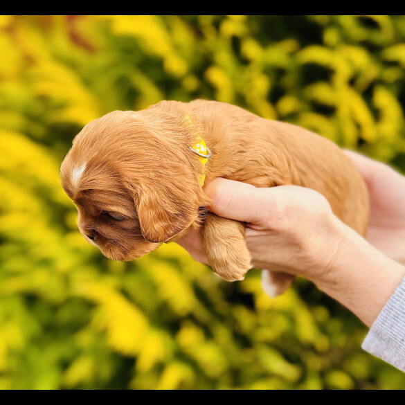 Cavalier King Charles Spaniel - Both