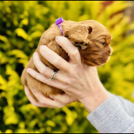 Cavalier King Charles Spaniel - Both