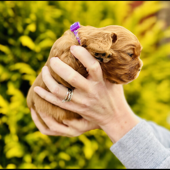 Cavalier King Charles Spaniel - Both