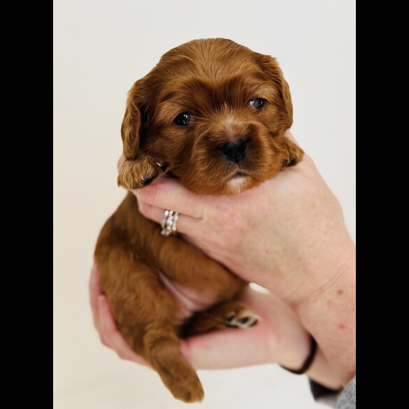 Cavalier King Charles Spaniel - Both