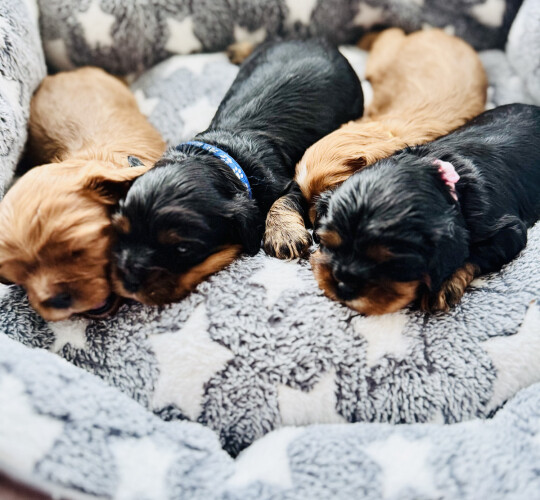 Cavalier King Charles Spaniel