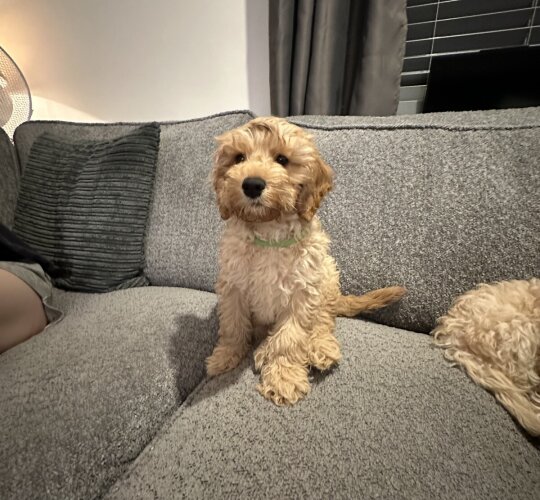 Cockapoo