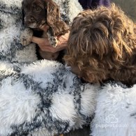 Cockapoo - Both