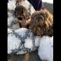 Cockapoo - Both