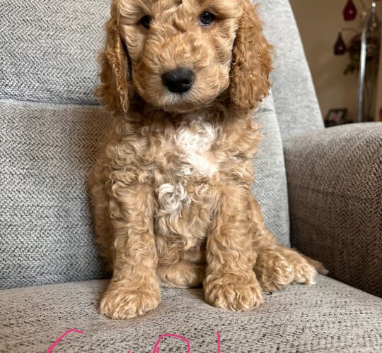 Cockapoo