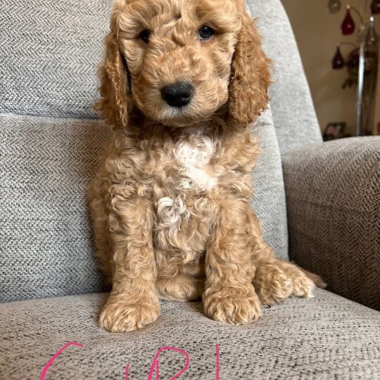 Cockapoo - Both