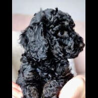 Cockapoo - Both