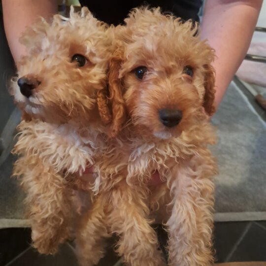 Cockapoo - Dogs