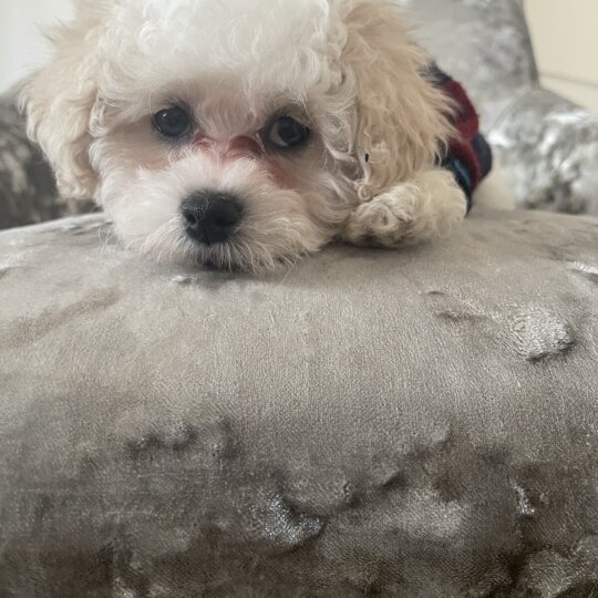 Maltipoo - Both