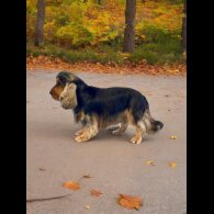 Cocker Spaniel (Working &amp; Show) - Both