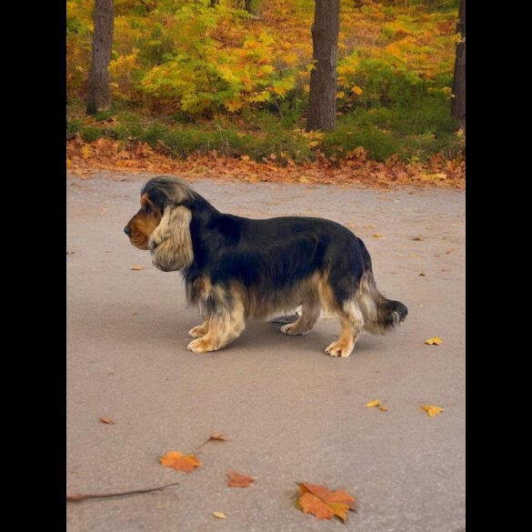 Cocker Spaniel (Working &amp; Show) - Both