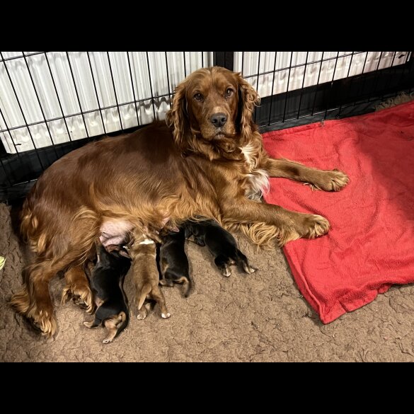 Cocker Spaniel (Working &amp; Show) - Both