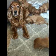 Cocker Spaniel (Working &amp; Show) - Both