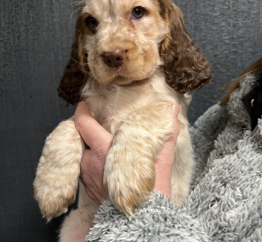 Cocker Spaniel (Working &amp; Show)