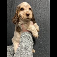 Cocker Spaniel (Working &amp; Show) - Dogs