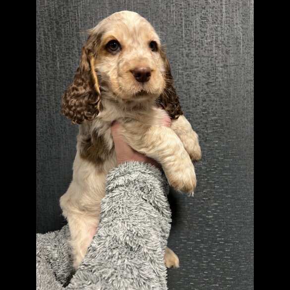 Cocker Spaniel (Working &amp; Show) - Dogs